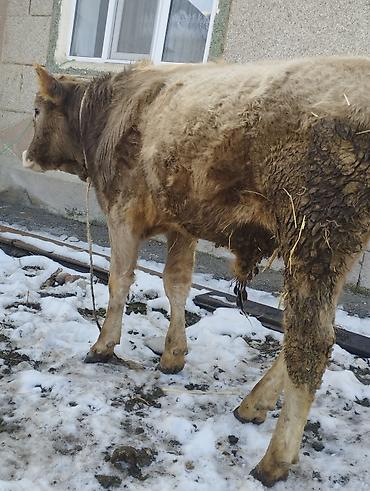 Коровы, быки: Продаю | Бык (самец) | Швицкая, Полукровка | Для разведения | Осеменитель — 4