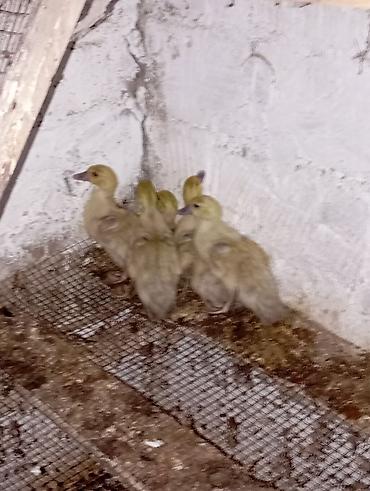 cins goyərcinlər: Tam orginal lavanda ördək balaları 20-25 günlük qiymət 10 manat tel — 5