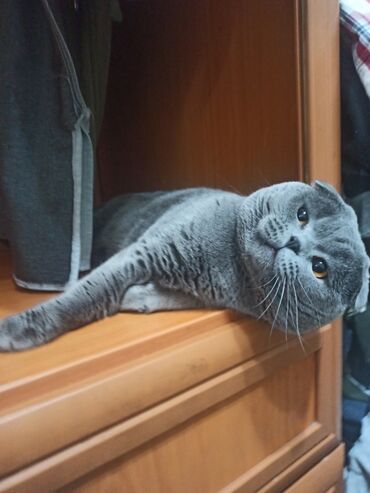 Вязка кошек: Вязка: Скотиш Фолд (Шотландская вислоухая), Мальчик, 3 года — 6