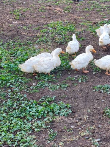 аксессуары для маленьких собак: Sağlamdır