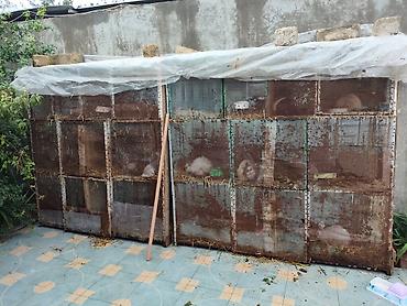 qəfes: Ucuz qiymətə təcili dovşan ferması satılır dekorativ ankorka şir baş — 4