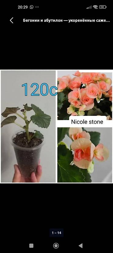 Другие садовые цветы и кустарники: Абутилон (комнатный клён) — саженцы в стаканчиках. Сорт с крупными — 10