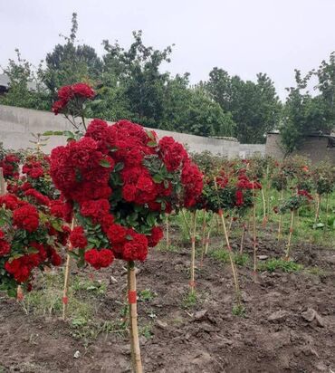 продам фляги: Штамповый розалар [ СРОЧНО АКЦИЯ ] сатылат. Ар кандай түстөр жана