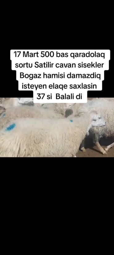 Qoyunlar, qoçlar: 17 mart 500 bas cavan sisekler satilir bogaz 37 balali 1 ekizdi