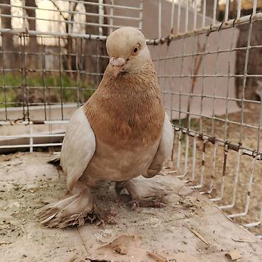 Другие с/х животные: Касмач +такла самец маладой играет не играет не знаю Подходит: - для — 8