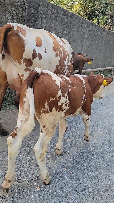 jersey cinsi: Smental Qırmızı-ağ rəngli inək və yanında bala dana. Şəkillərdə dana — 4