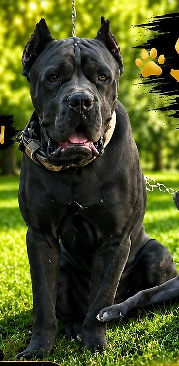 cane corso yavru: Kane-Korso, 2 il, Erkək, Cütləşmə üçün — 2