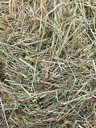 коровы с теленком: 🌾 Сено после семенника 🌾 Продам сено, после обмолота. кастра Без — 10