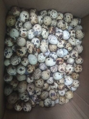 домашние куры купить: Для кафе покупаем перепелиные яйца в большом количестве за наличный