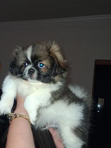 spitz it: Şpitz, 2 ay, Dişi — 9
