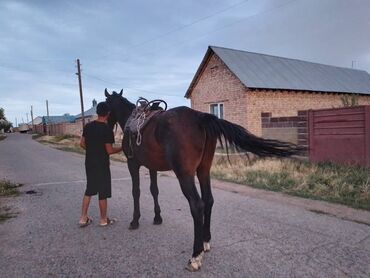 Животные: Конь (ПОЛУКРОВЬ) предлагается к продаже! Высокий красавец по кличке