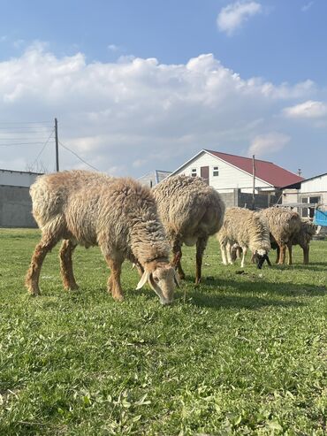 баран овцы: Продаю | | Гиссарская, Арашан