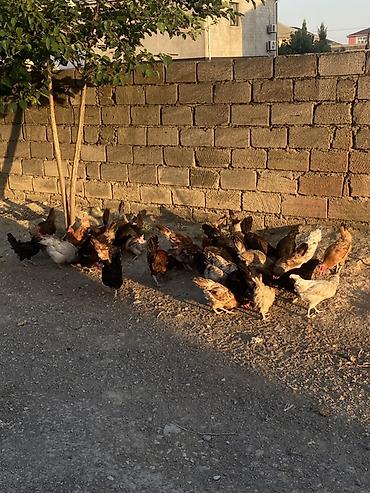 jersey cinsi: Yerli kənd toyuqları – qarışıq sürü - Açıq havada sərbəst gəzdirilən — 2