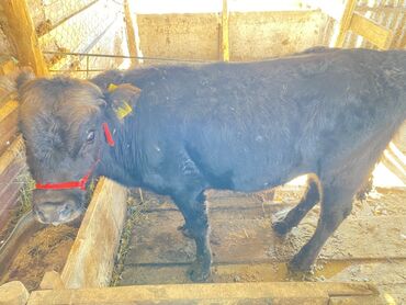 как купить собаку: Продаю | Бык (самец), Музоо, торпок | Ангус | На откорм | Привязанные