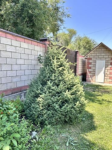 модульный стол: Ель голубая (Picea pungens), декоративные садовые растения - Плотная — 2