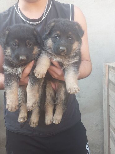 İtlər: Alman çoban iti, 1 ay, Erkek, Ödənişli çatdırılma — 6