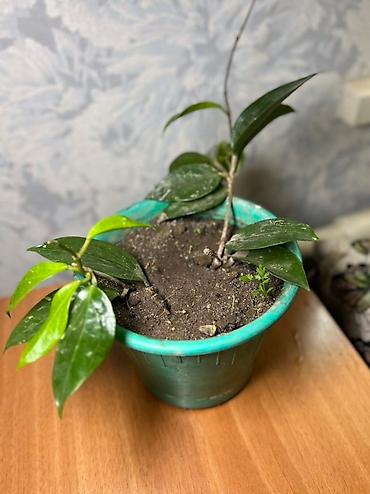 Хойи: Комнатные растения хойя и алоэ вера. Хойя — укоренённые черенки в — 3