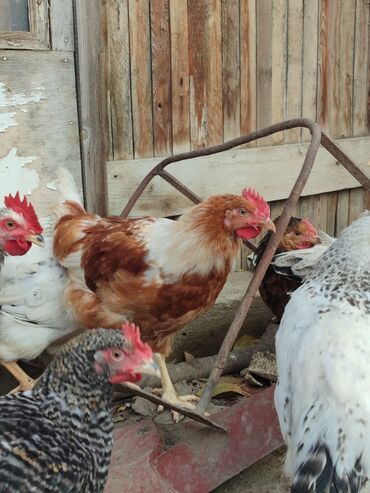 Toyuqlar: Tam ev şəraitində bəslənmiş rəngli kənd beçələridir.çəkiləri 1 -da lalafo.az — 1 Toyuqlar: Tam ev şəraitində bəslənmiş rəngli kənd beçələridir.çəkiləri 1 — 1