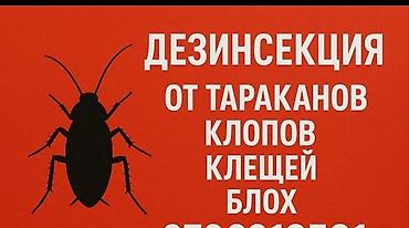 от тараканов: Дезинфекция, дезинсекция, | Тараканы, | Квартиры — 3