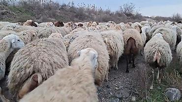 sudluk inekler satışı: Qoyun sürüsü – ət və yun istehsalı üçün damzdix satlir 700 baş tef — 4