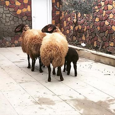 Qoyunlar, qoçlar: Qoyun və quzu dəsti - Növ: Yerli ətlik/yunlu qoyunlar - Tərkib: 2 ana — 2