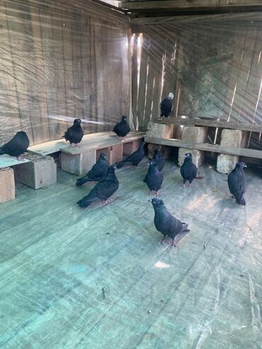 ingilis setteri it cinsinin digər adı nədi: Qara rəngdə ev göyərçinləri dəsti - Şəkillərdə görünən kimi qara