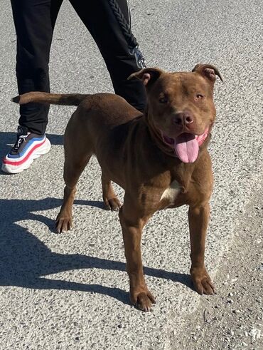 it pitpul: Pitbul, 8 ay, Erkek, Peyvəndli, Ünvandan götürmə
