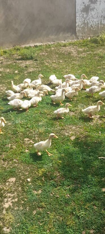 cücə satisi: 1 aylıq pekin ördəklərdir. Istəyə görə sayla da satılır. Yer Mehdiabad