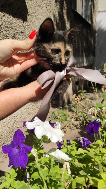 хочу купить кошку: Привлекательный котенок с уникальным окрасом, который сочетает в себе
