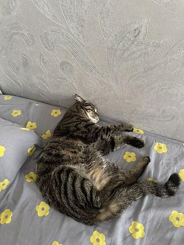 рыжая кошка: Кошка даром: Беспородная, 5 лет, Девочка, Кастрирована, Приучена к лотку, Проглистована — 2