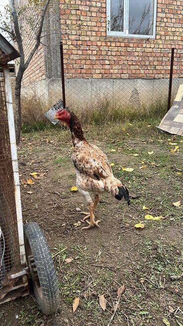 машины на продажу бишкек: Продаю | Петух | Бойцовая | Для разведения