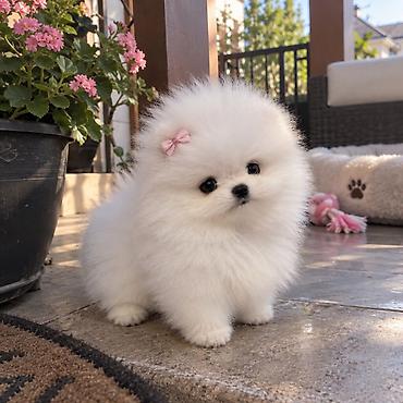 pomerian shpic: Şpitz, 2 ay, Sənədli — 1