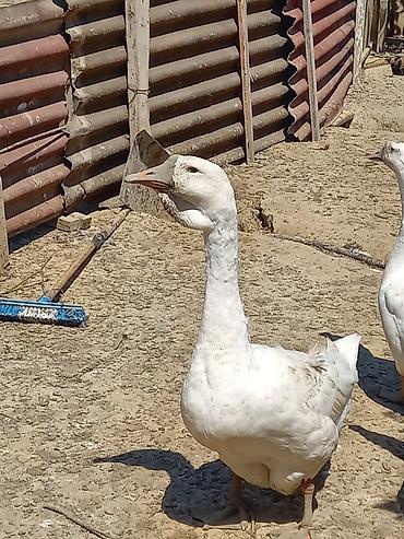 bala tutuquşu: Xalmaqorla qarişıqdır 6 aylıq tam sağlam 2 ədəddir qiymət 1nə — 4