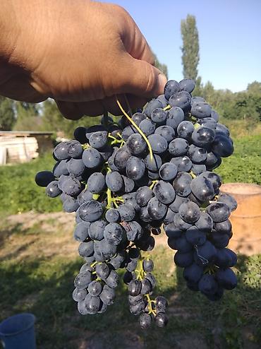 Виноград: Виноград — 7