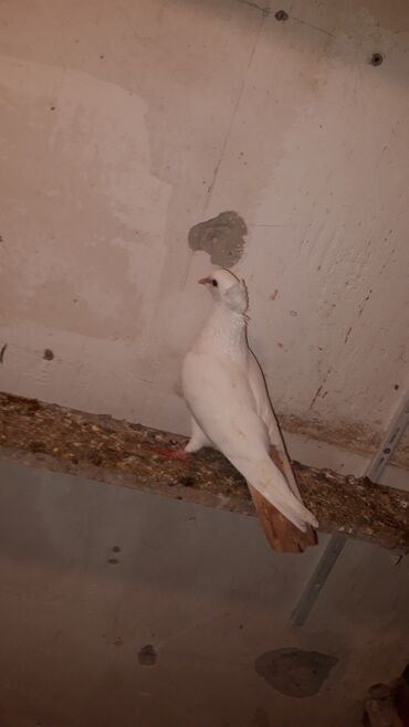 Göyərçinlər: Abrez bawi kekili hazir cutler ve keven quwlarda var cutu 30m.barterde — 7