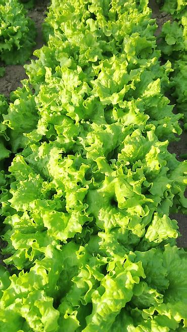 Qida məhsulları: Məhsul: Yaşıl yarpaqlı kahı (açıq yarpaqlı/leaf lettuce) Təsvir: - — 2