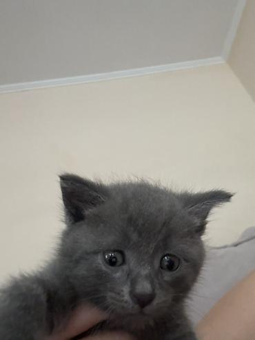 вязка кошка: Русская голубая, 1 месяц, Мальчик, Серый, Приучена к лотку — 6