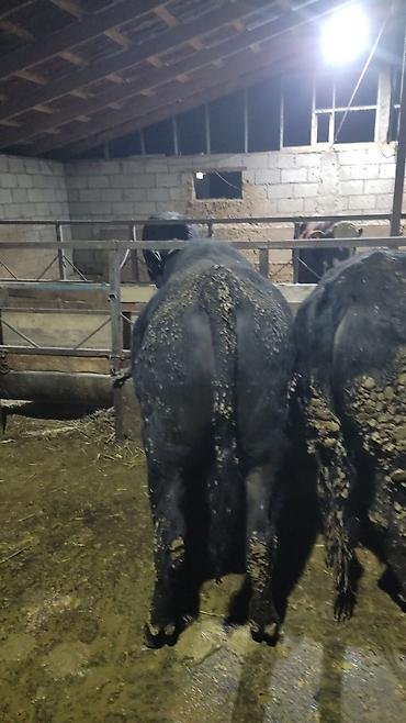 Коровы, быки: Продаю | Бык (самец) | На откорм — 13