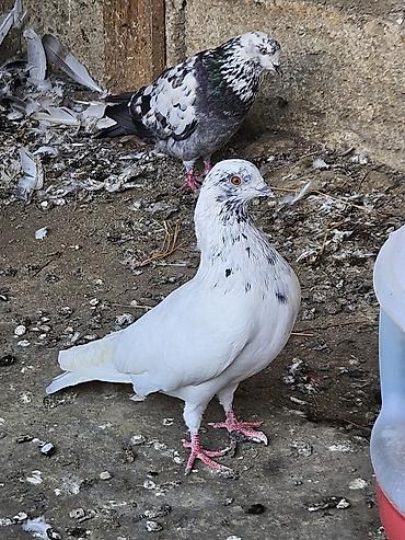 göyərçin satışı: Tutulma erkeydi satilir real alanar buyursun ünvan ramani gülçülük — 4