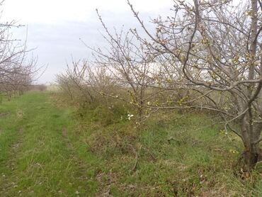 Torpaq sahələrinin satışı: Kənd təsərrüfatı — 5