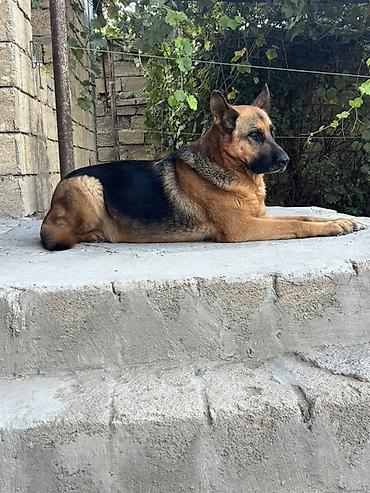 bu it: Alman çoban iti, 3 il, Dişi — 3