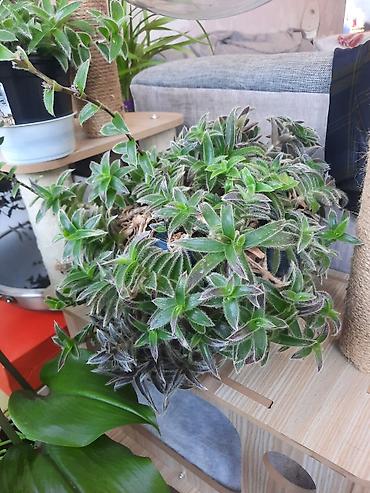 примулина хирита: 6 микро.Традесканция сидячая (Tradescantia sitarea/Tradescantia — 1