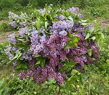 kəpənək dekor: Məhsul: Yasəmən (Syringa vulgaris) – kəsilmiş budaqlar və ya kol — 5
