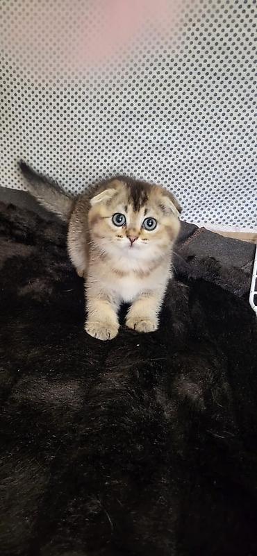 Pişiklər: Britan — 11