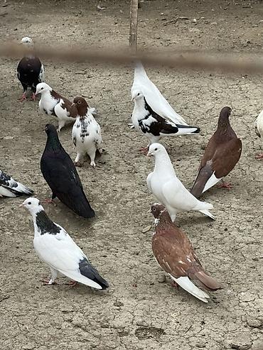 kənd colpası satışı: Salam Aleykum. Satılır və Barterə üsdünlük verilir… — 1