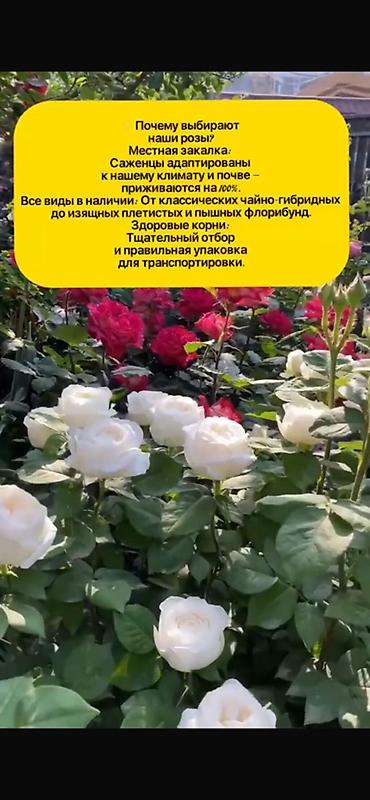 Роза: Саженцы — 3