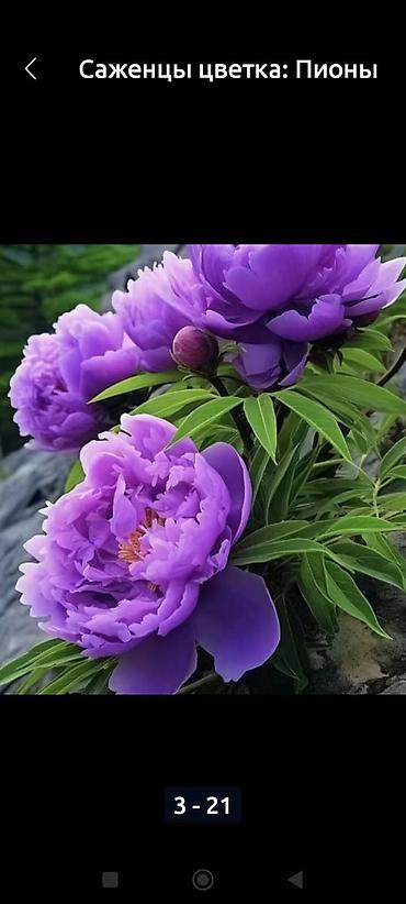 Садовые цветы и кустарники: Саженцы цветка: Пионы, Самовывоз, Платная доставка — 18