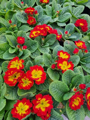 Otaq bitkiləri: 1Gullerin satişi unvanniza odenişli çatrlmada var karistan karpiz — 4