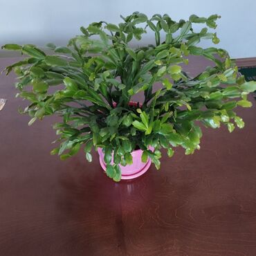 офисные растения: Другие комнатные растения
