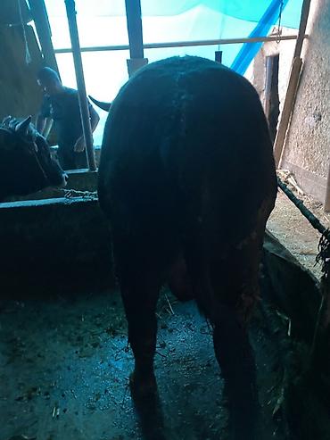 Коровы, быки: Продаю | Бык (самец) — 9